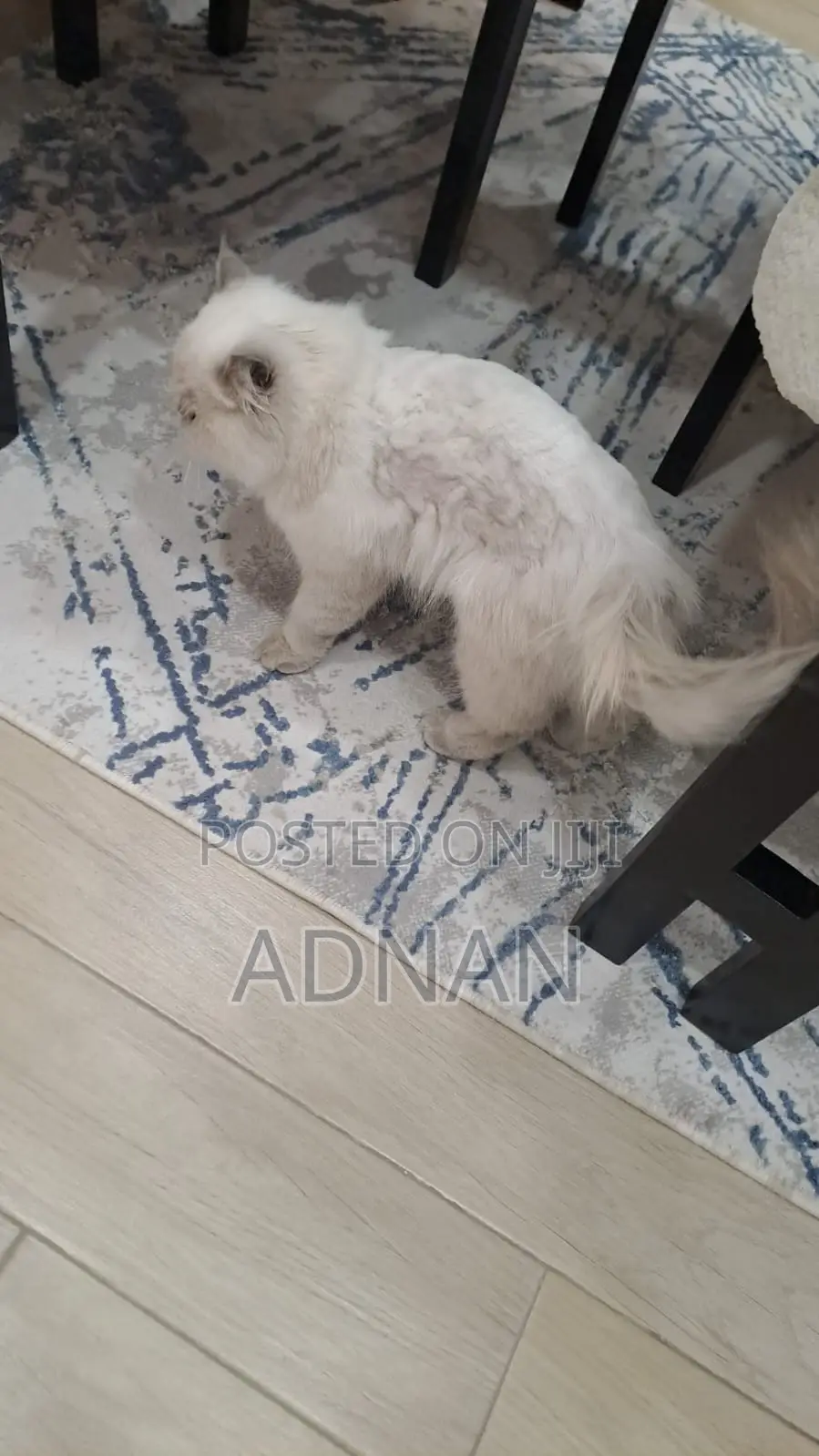6-12 months Male Mixed Breed Ragdoll