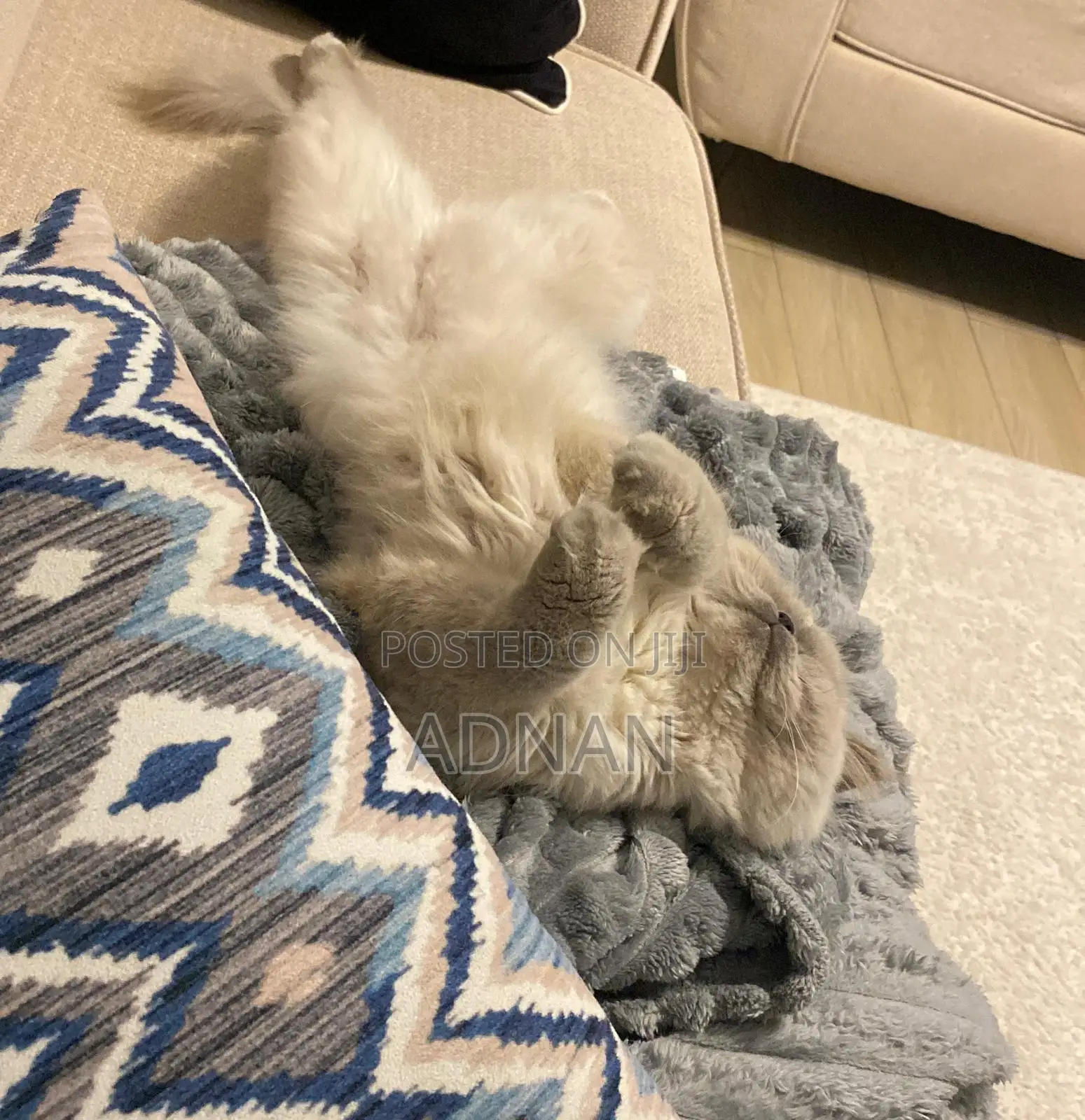 6-12 months Male Mixed Breed Ragdoll