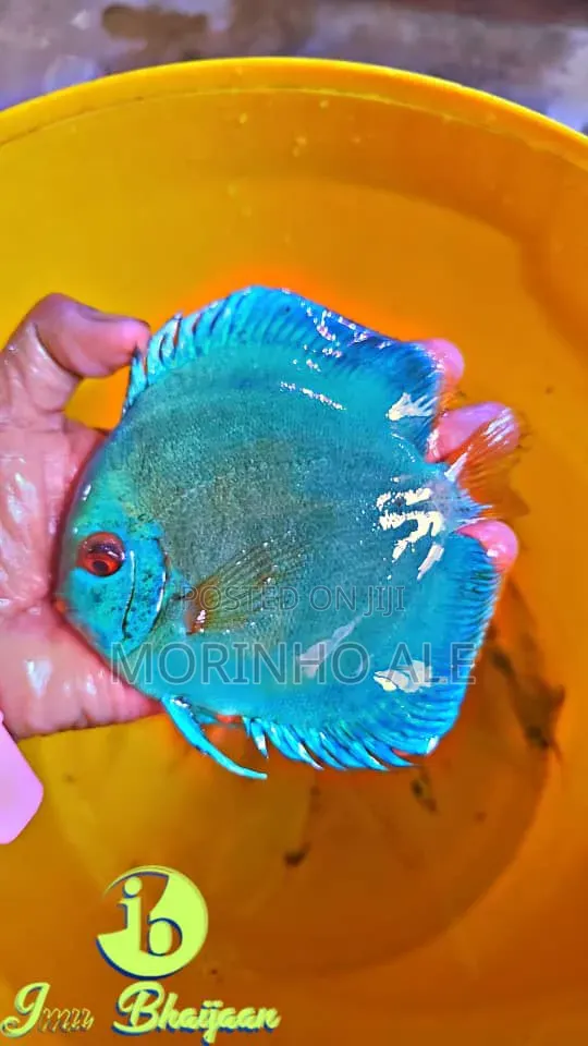 Discus and Oscars