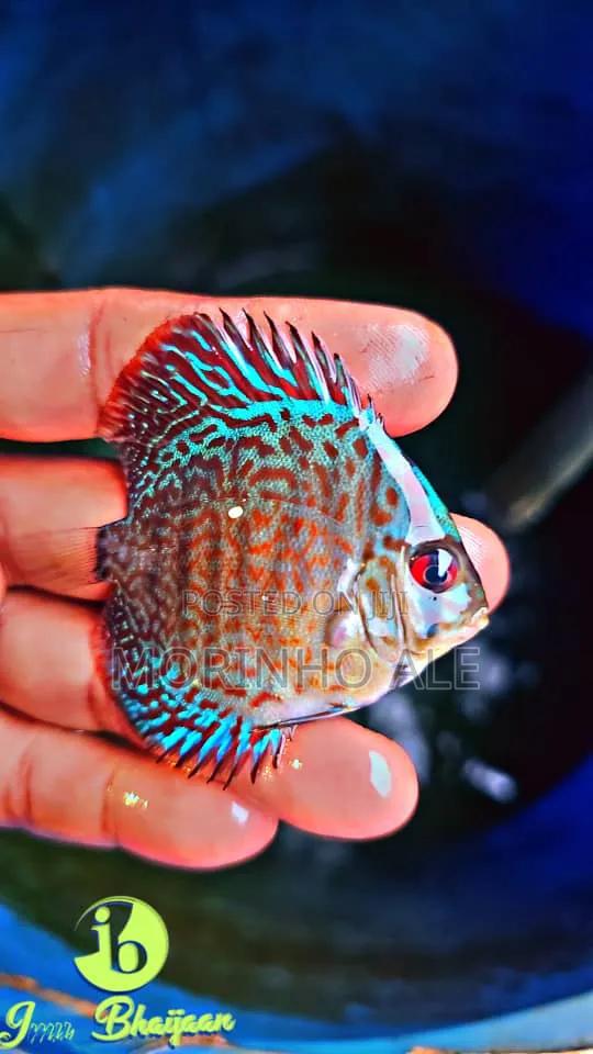 Discus and Oscars - thumbnail 2