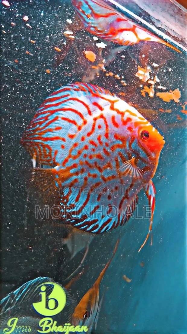 Discus and Oscars - thumbnail 3