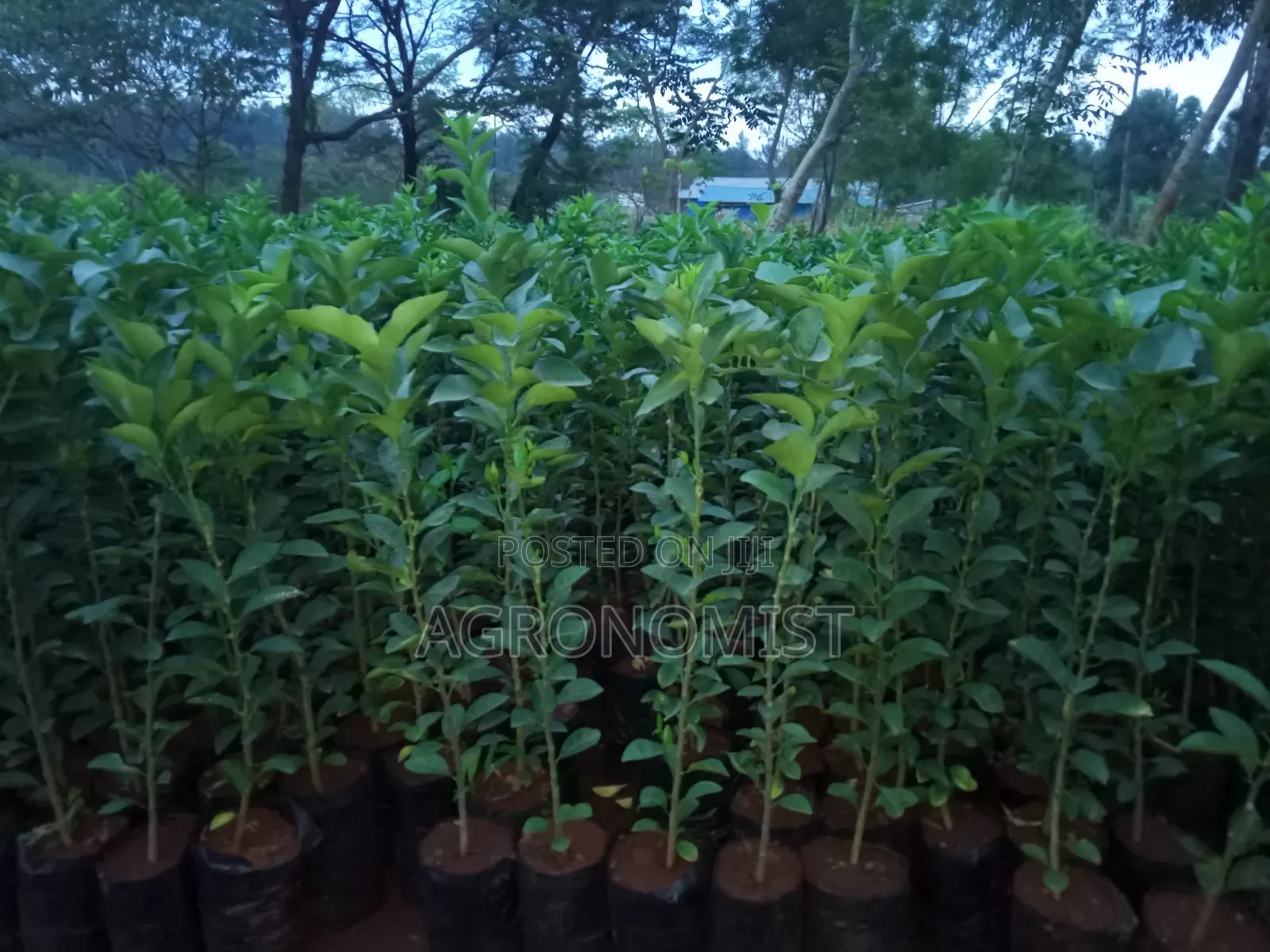 Orange Seedlings , Hass Avocado Seedlings, Mangoes Etc