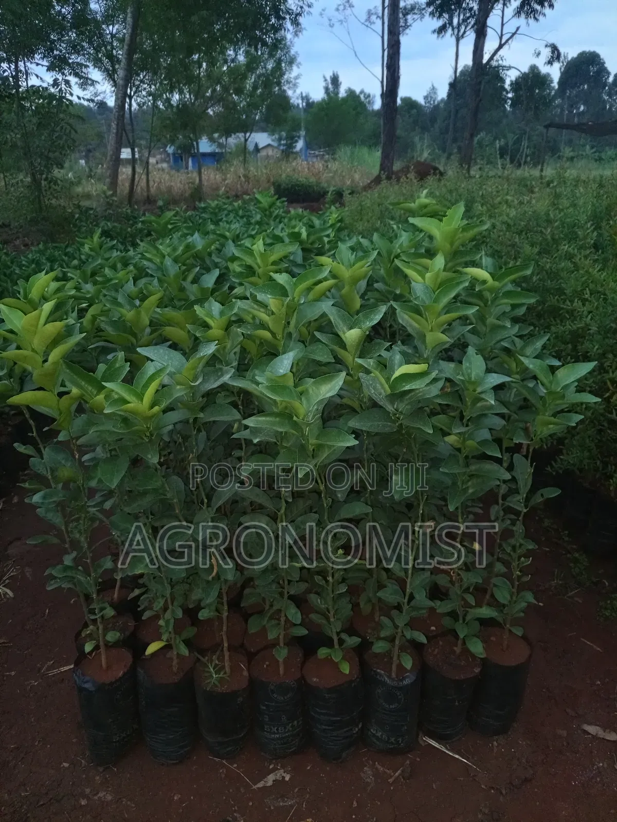 Orange Seedlings , Hass Avocado Seedlings, Mangoes Etc