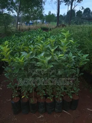 Orange Seedlings , Hass Avocado Seedlings, Mangoes Etc