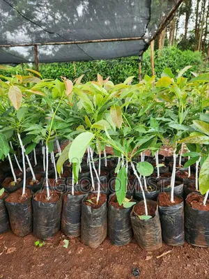 Orange Seedlings , Hass Avocado Seedlings, Mangoes Etc
