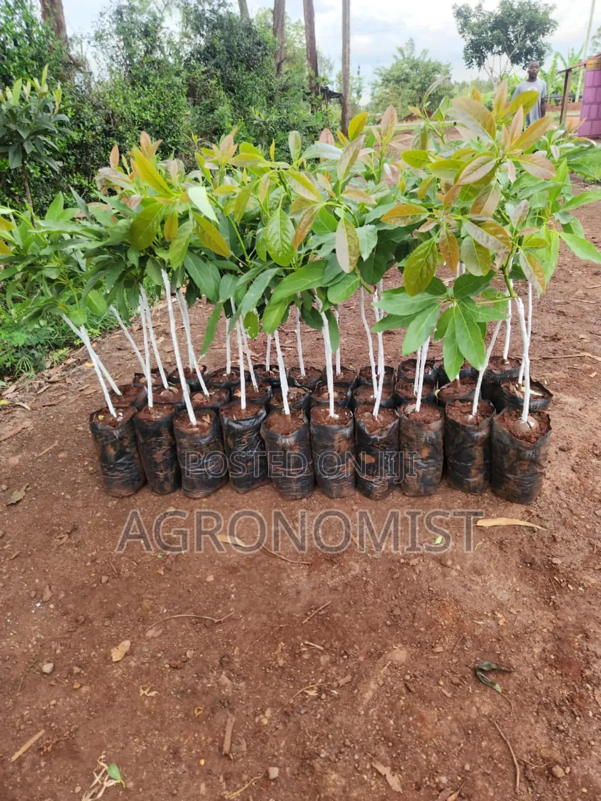 Orange Seedlings , Hass Avocado Seedlings, Mangoes Etc