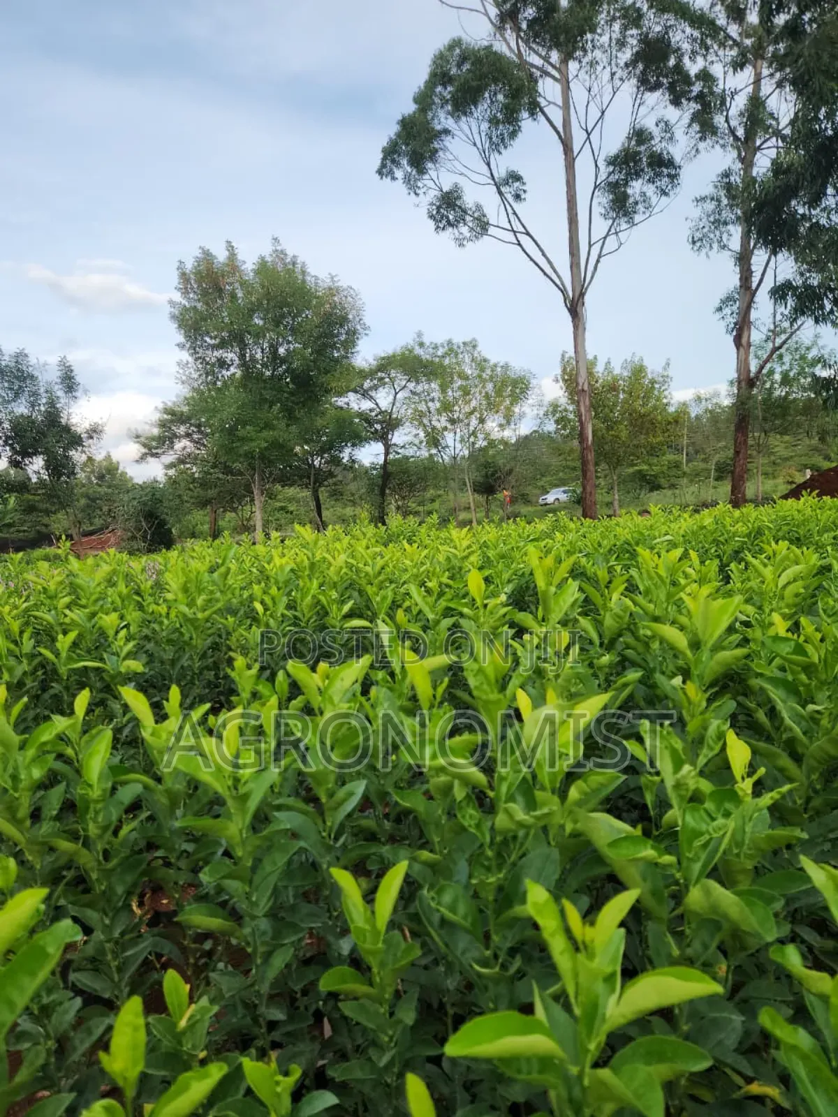 Orange Seedlings , Hass Avocado Seedlings, Mangoes Etc