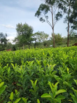 Orange Seedlings , Hass Avocado Seedlings, Mangoes Etc