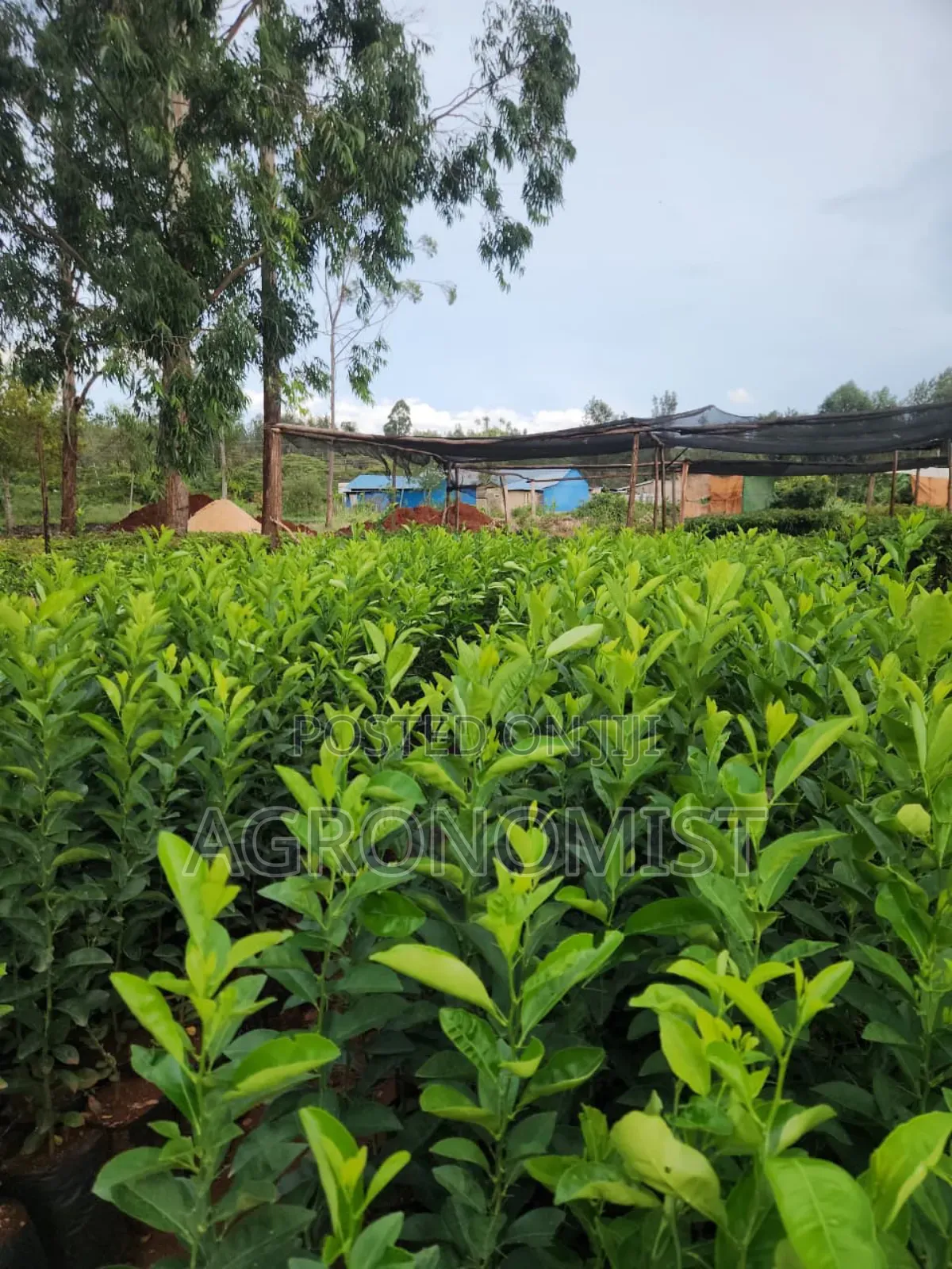 Orange Seedlings , Hass Avocado Seedlings, Mangoes Etc