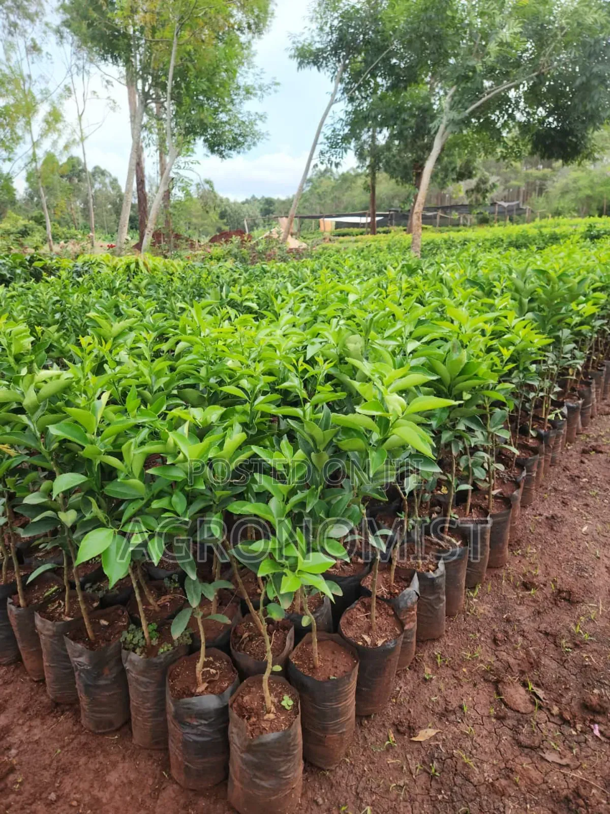Orange Seedlings , Hass Avocado Seedlings, Mangoes Etc