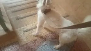 6-12 months Male Purebred Japanese Spitz