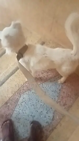 6-12 months Male Purebred Japanese Spitz