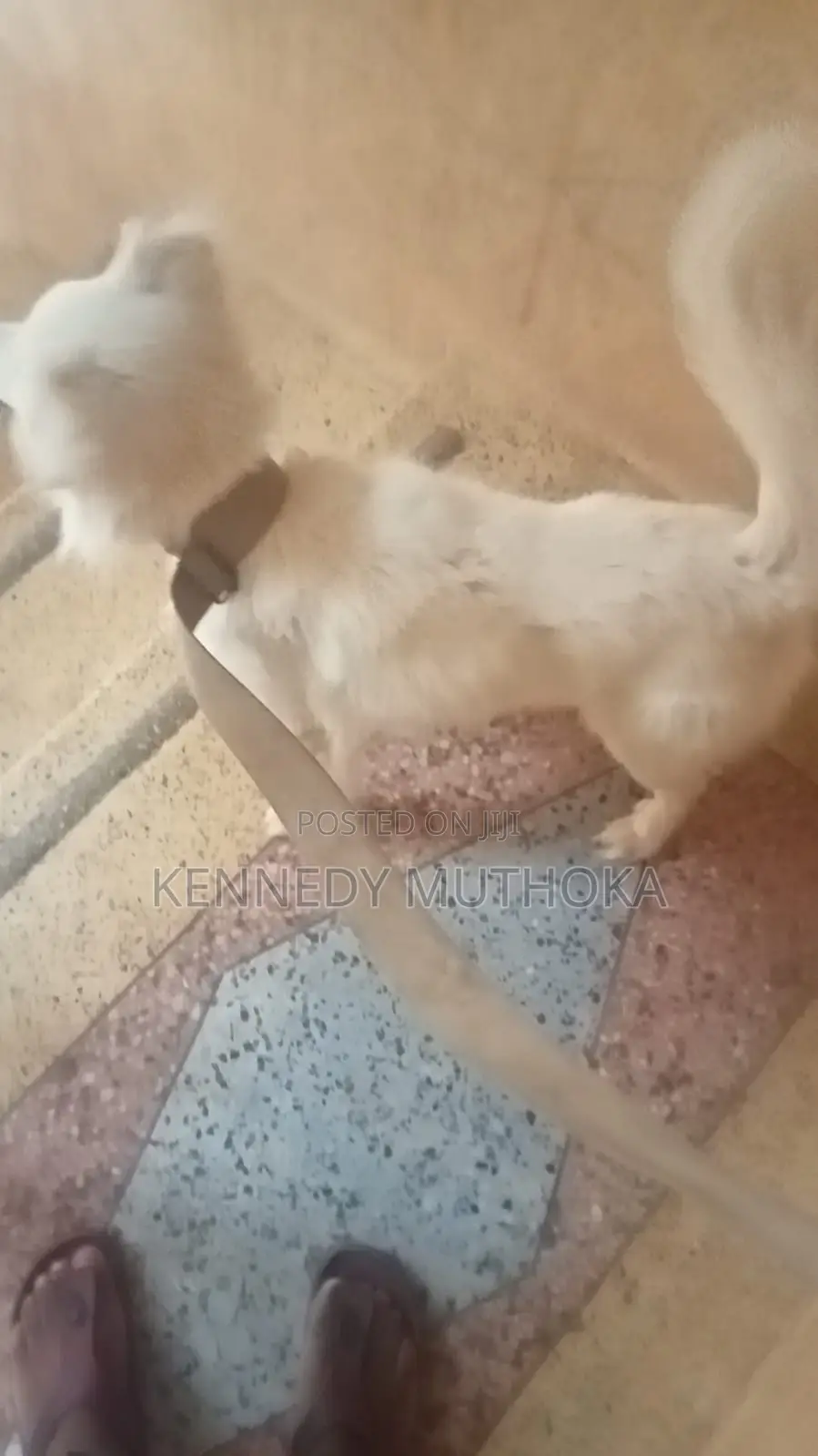 6-12 months Male Purebred Japanese Spitz