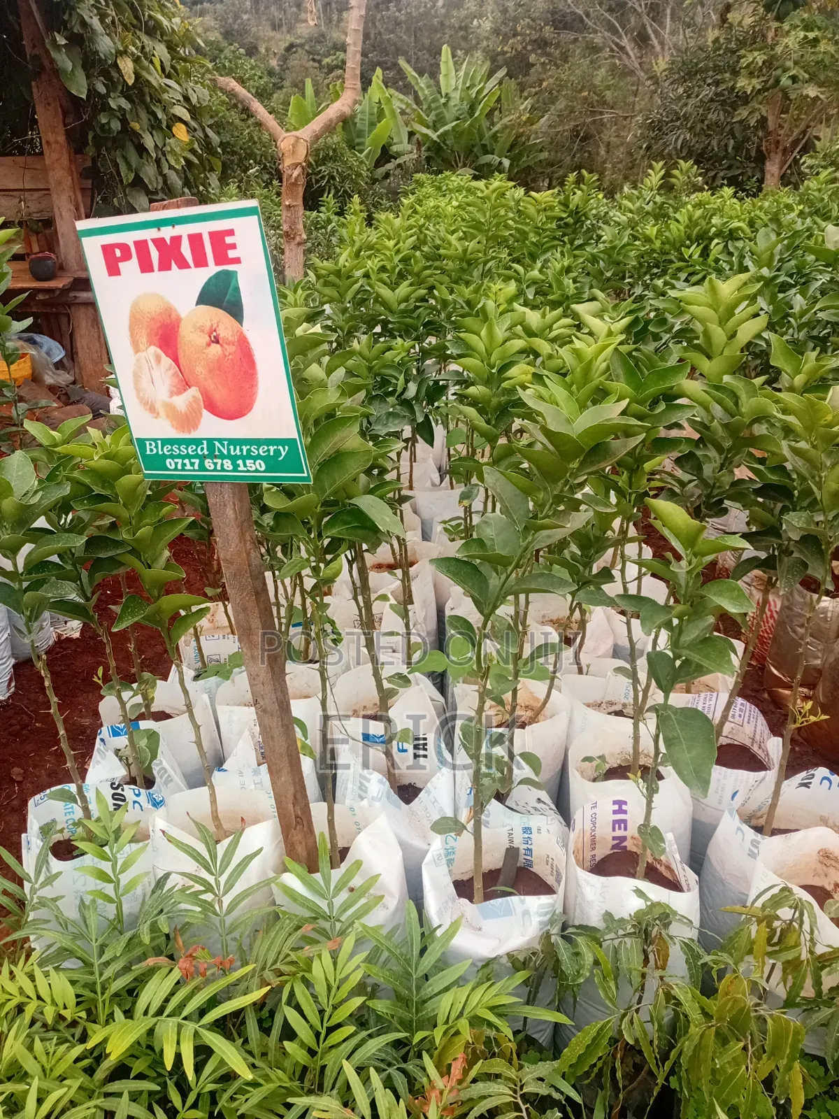 Blesed Nursary