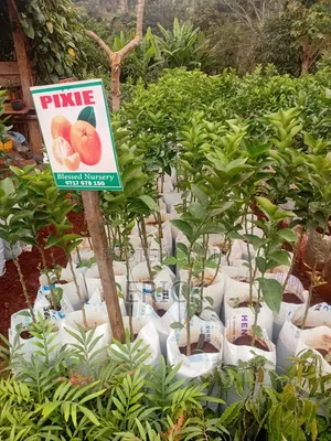 Blesed Nursary
