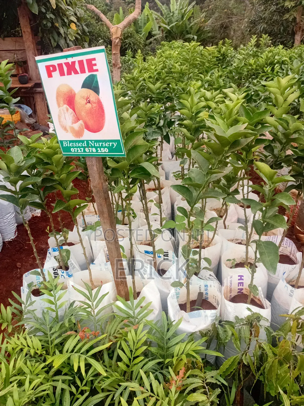 Blesed Nursary