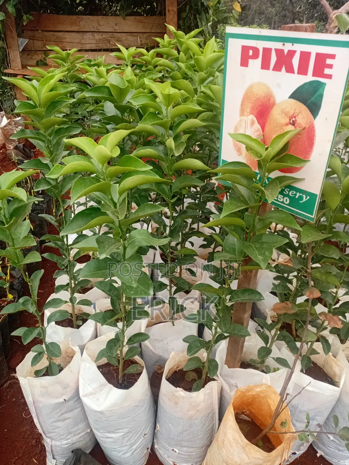 Blesed Nursary