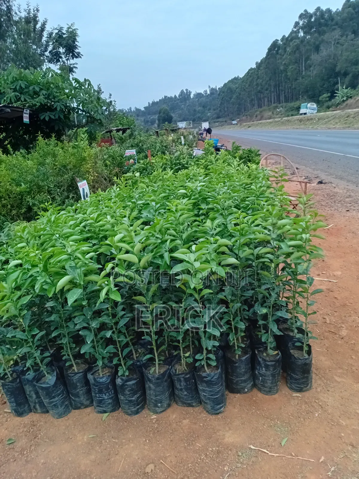 Blesed Nursary