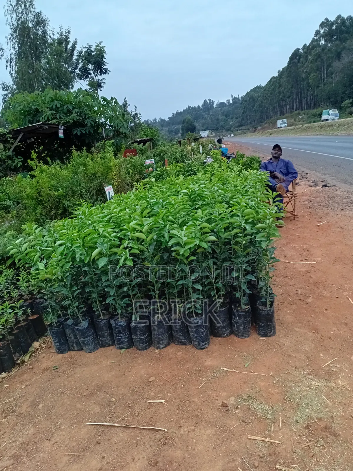 Blesed Nursary