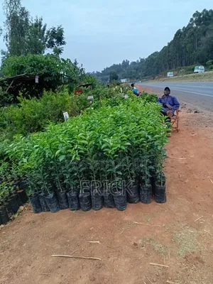 Blesed Nursary
