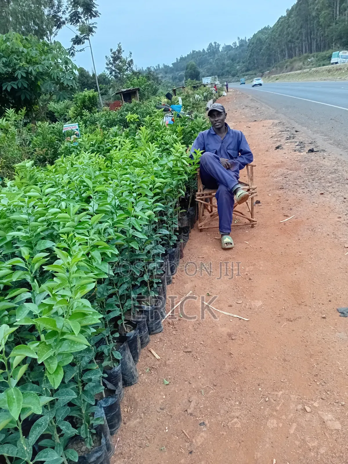 Blesed Nursary