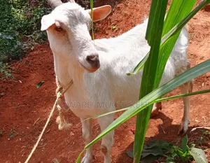 Saanen Goat