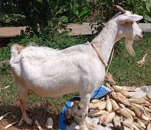 Saanen Goat