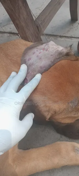 Vet Service