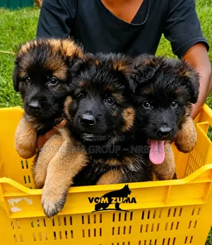 1-3 months Female Purebred German Shepherd