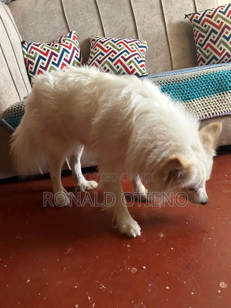 6-12 months Male Purebred Chihuahua