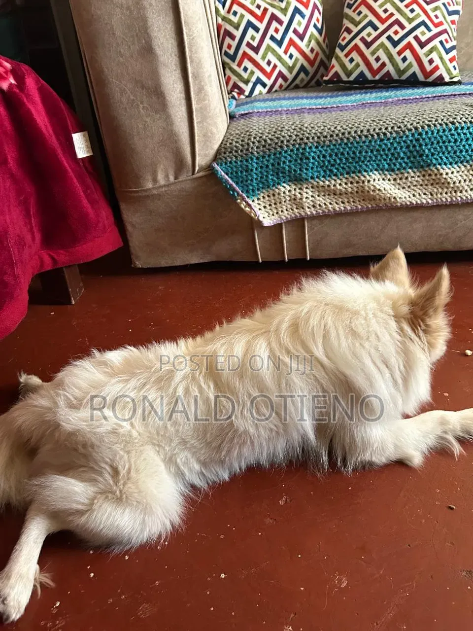 6-12 months Male Purebred Chihuahua