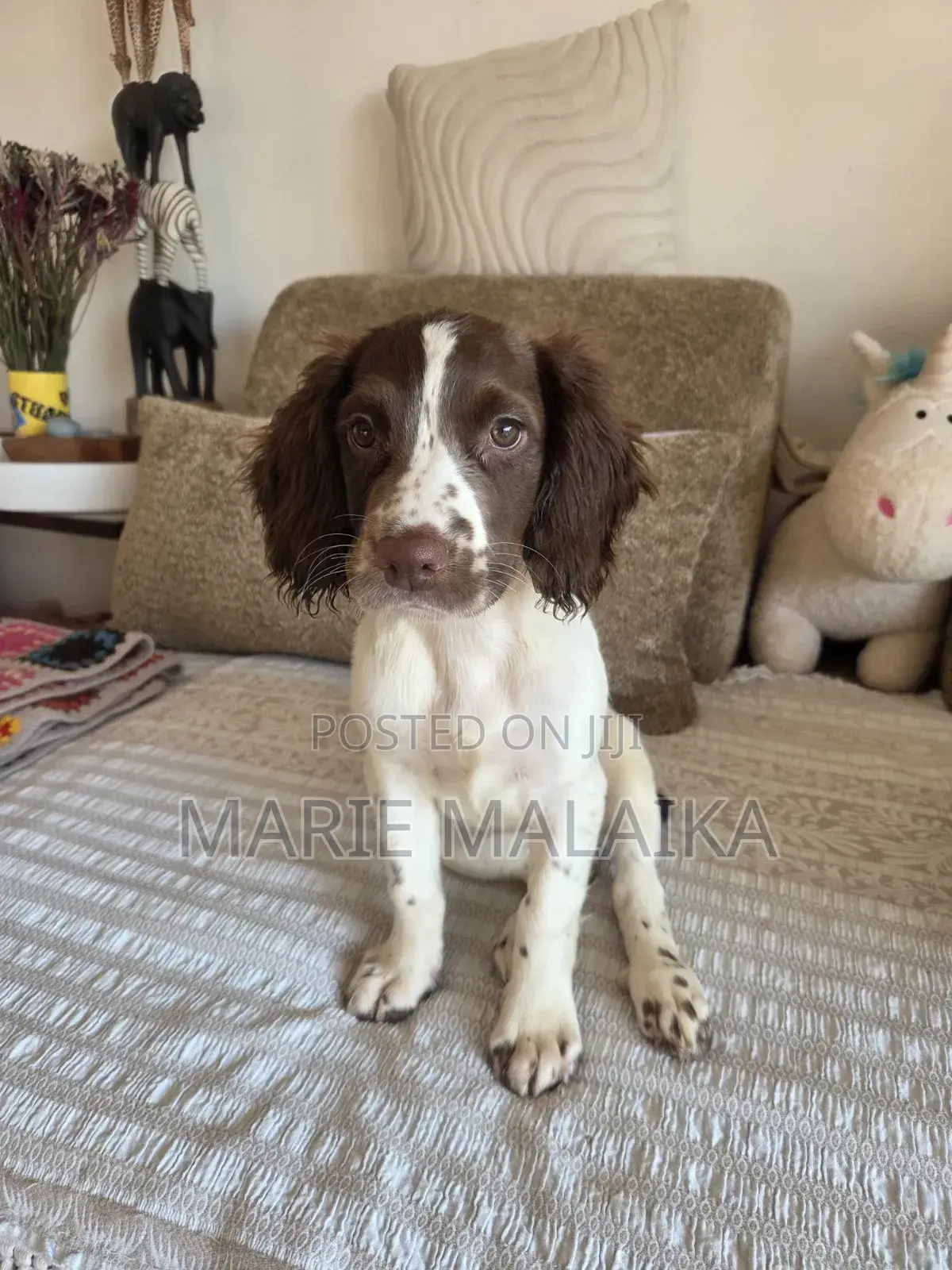 1-3 months Female Purebred English Springer Spaniel