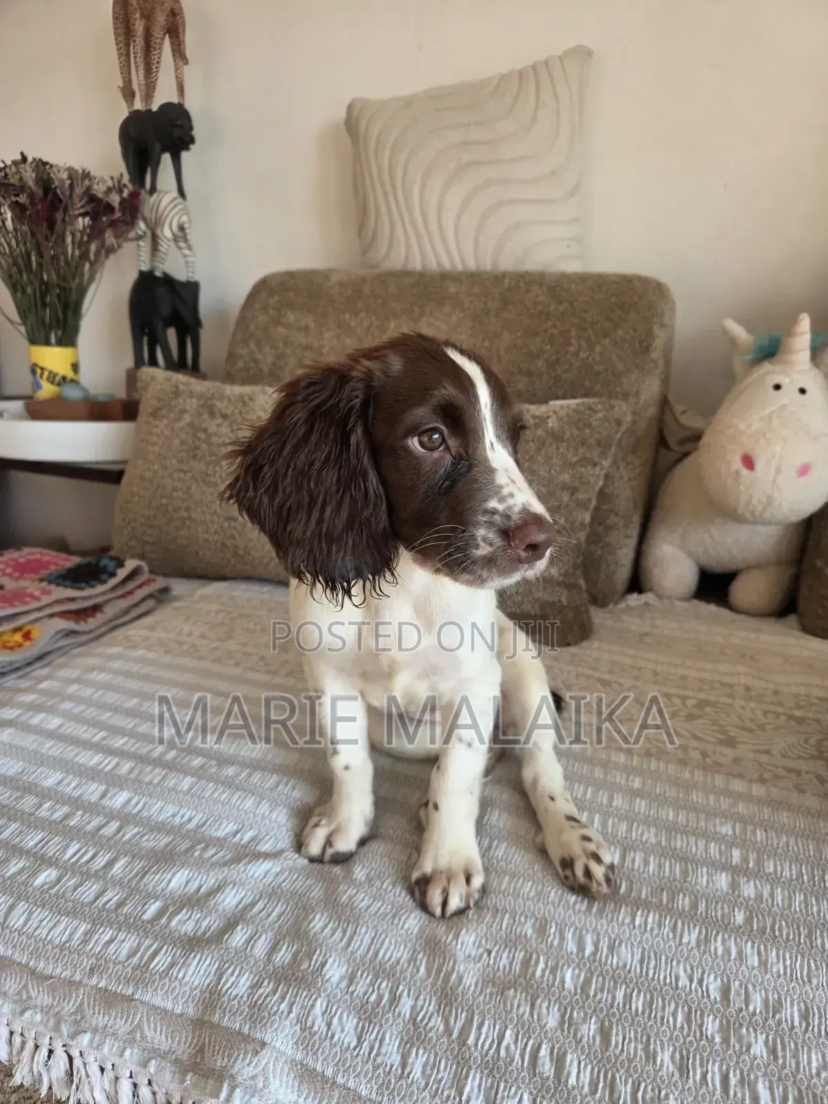 1-3 months Female Purebred English Springer Spaniel