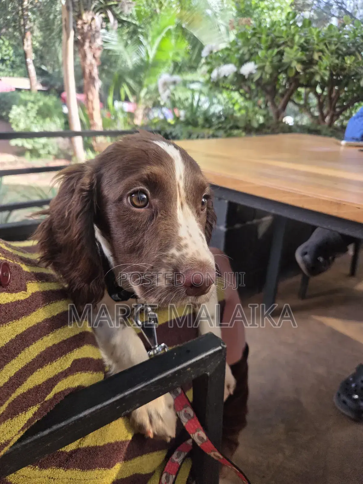 1-3 months Female Purebred English Springer Spaniel
