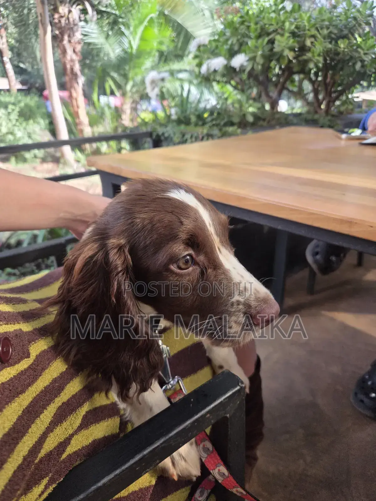 1-3 months Female Purebred English Springer Spaniel