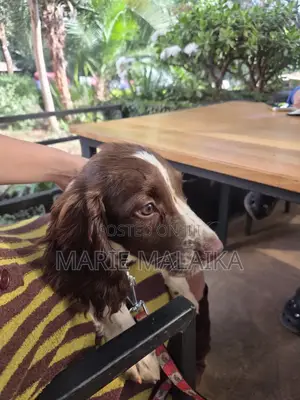 1-3 months Female Purebred English Springer Spaniel