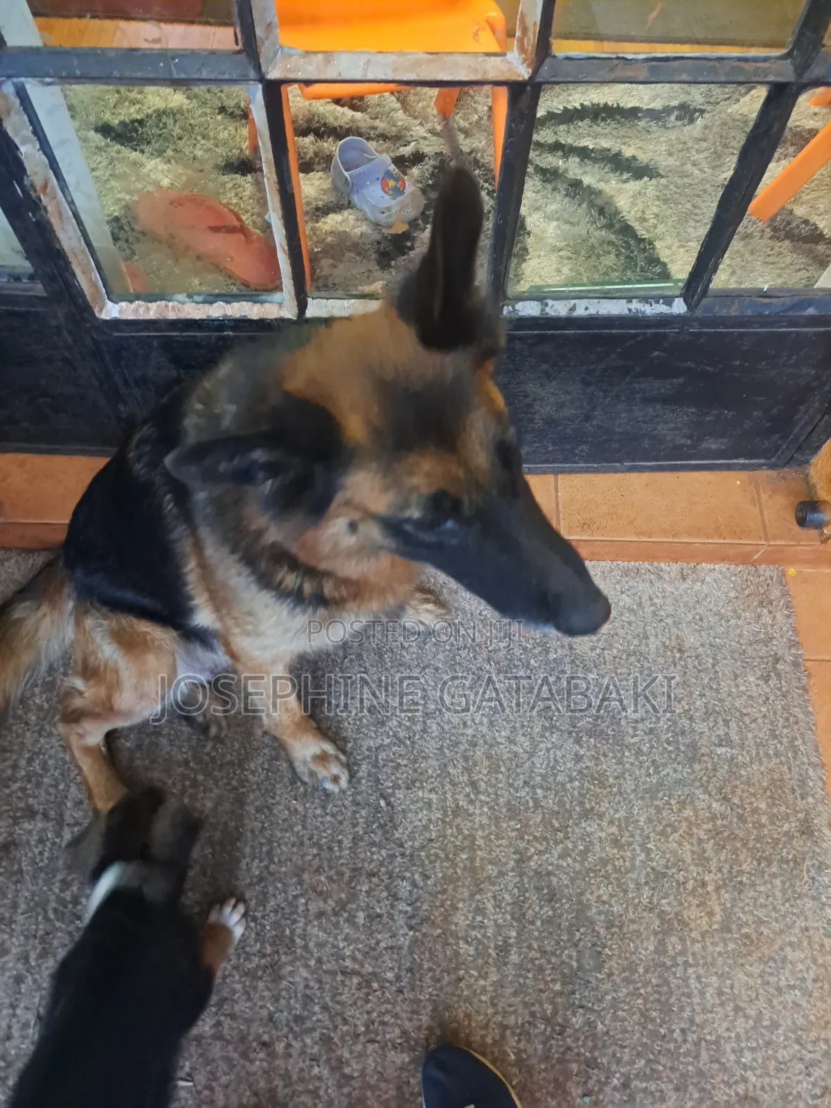 1-3 months Male Mixed Breed Rottweiler
