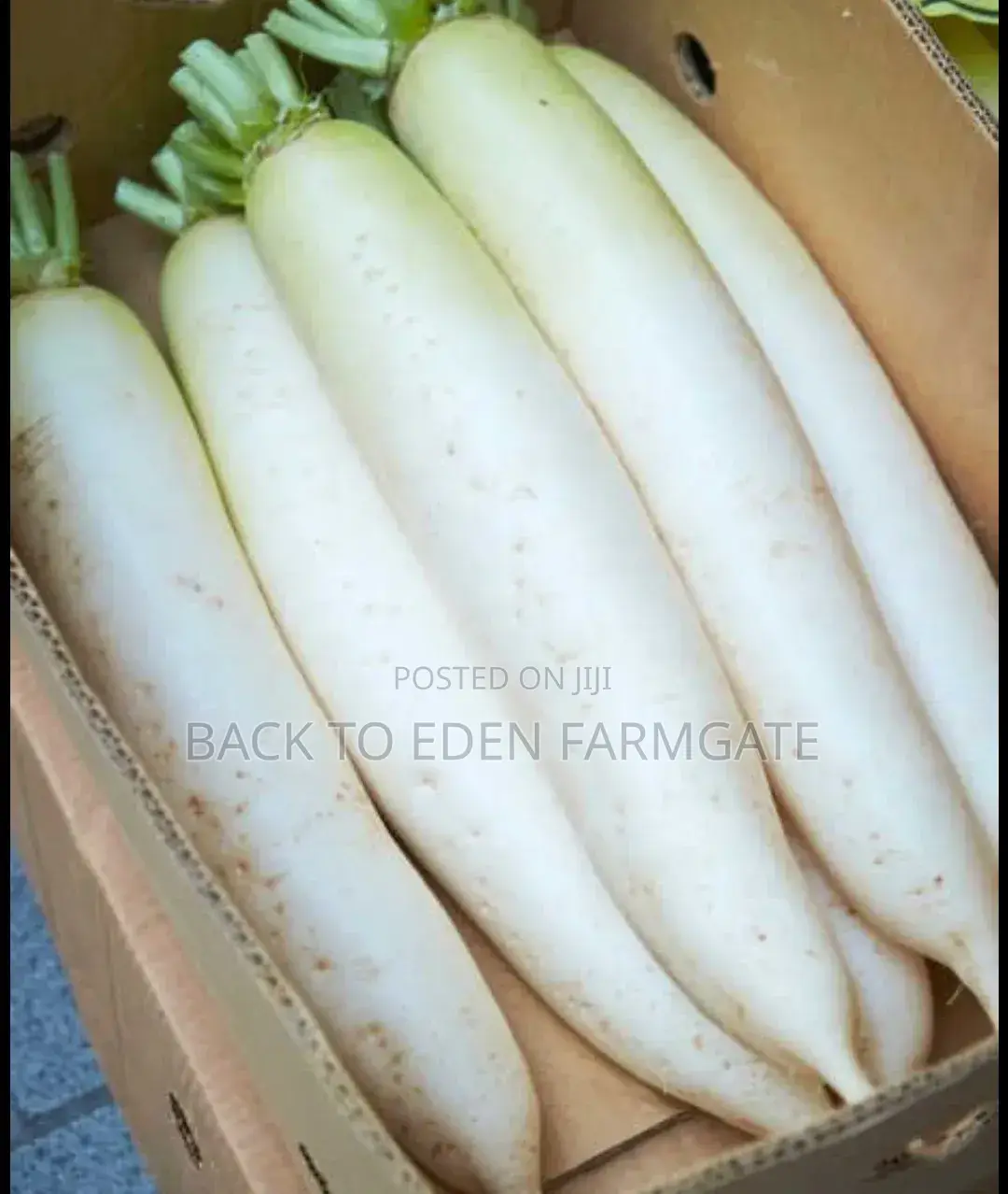Red Bulb Onions