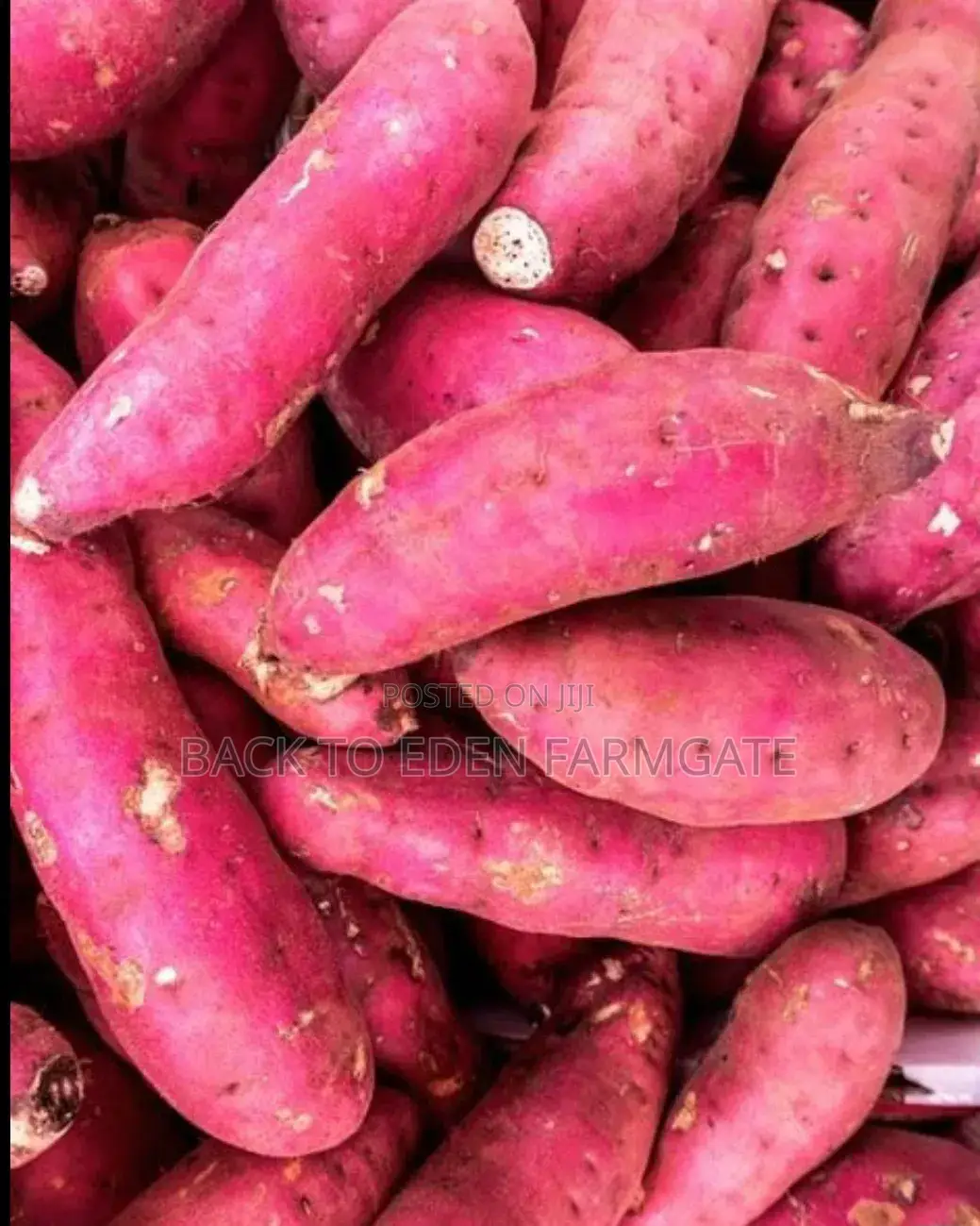 Red Bulb Onions