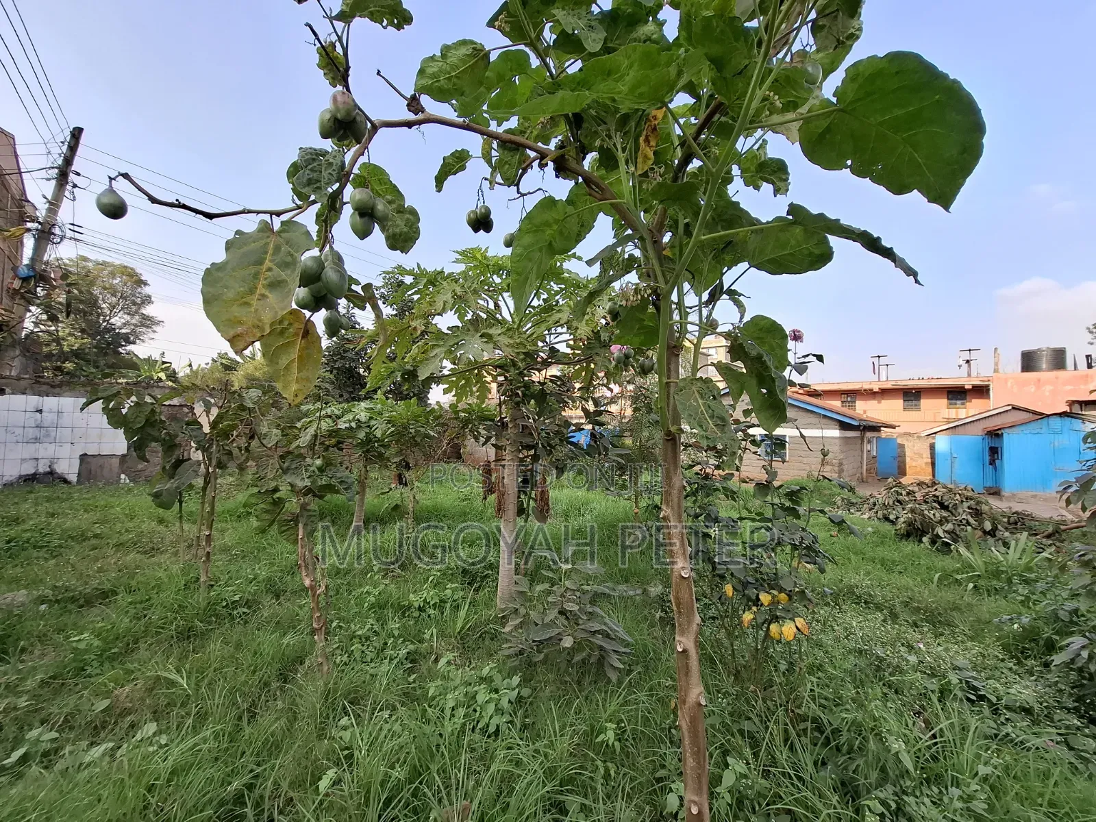 3bdrm Bungalow in Kinoo for rent