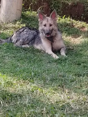 6-12 months Male Purebred German Shepherd