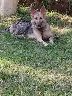 6-12 months Male Purebred German Shepherd
