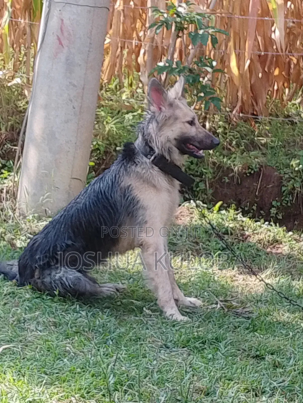 6-12 months Male Purebred German Shepherd