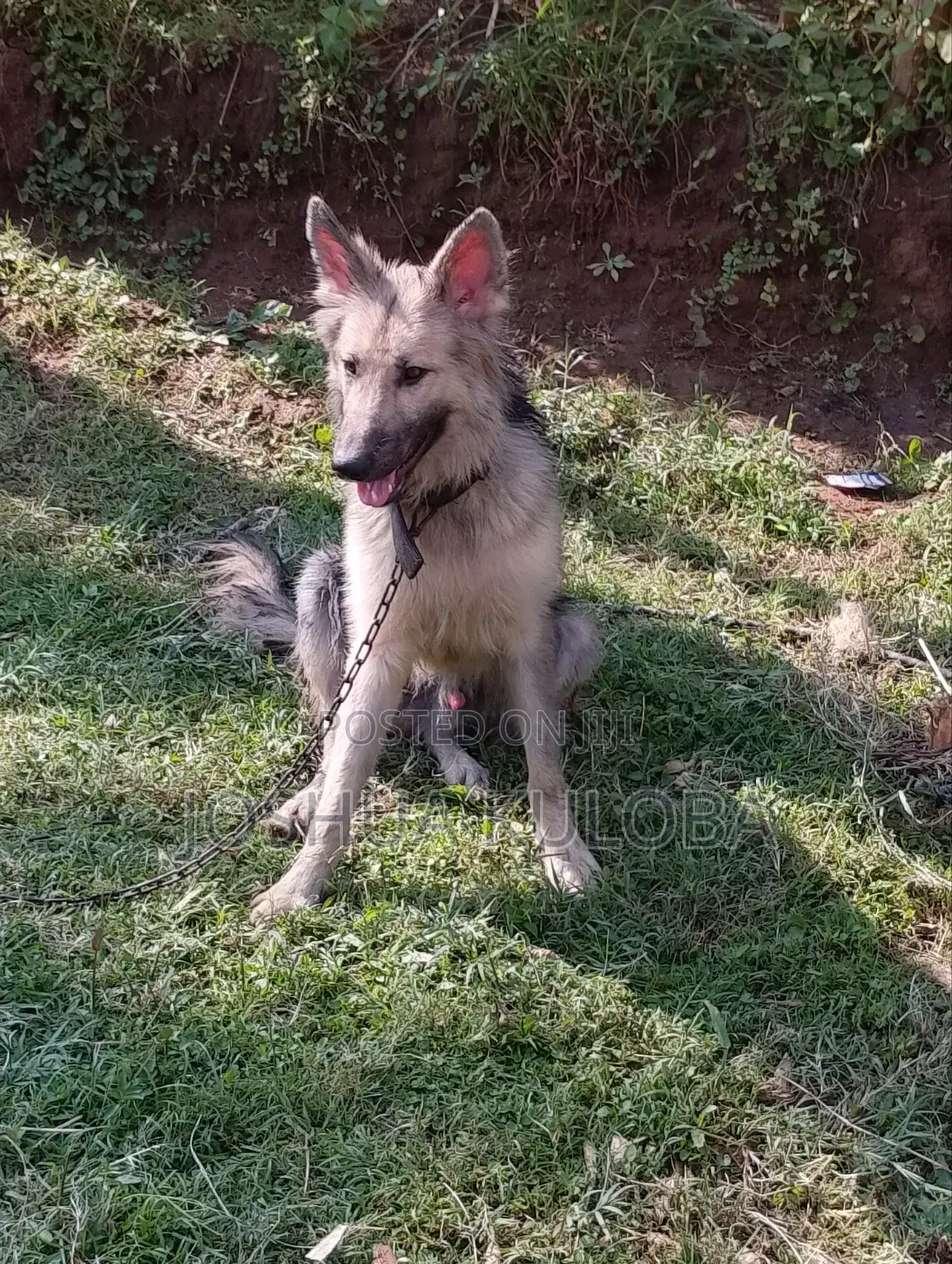 6-12 months Male Purebred German Shepherd