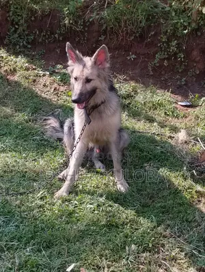 6-12 months Male Purebred German Shepherd