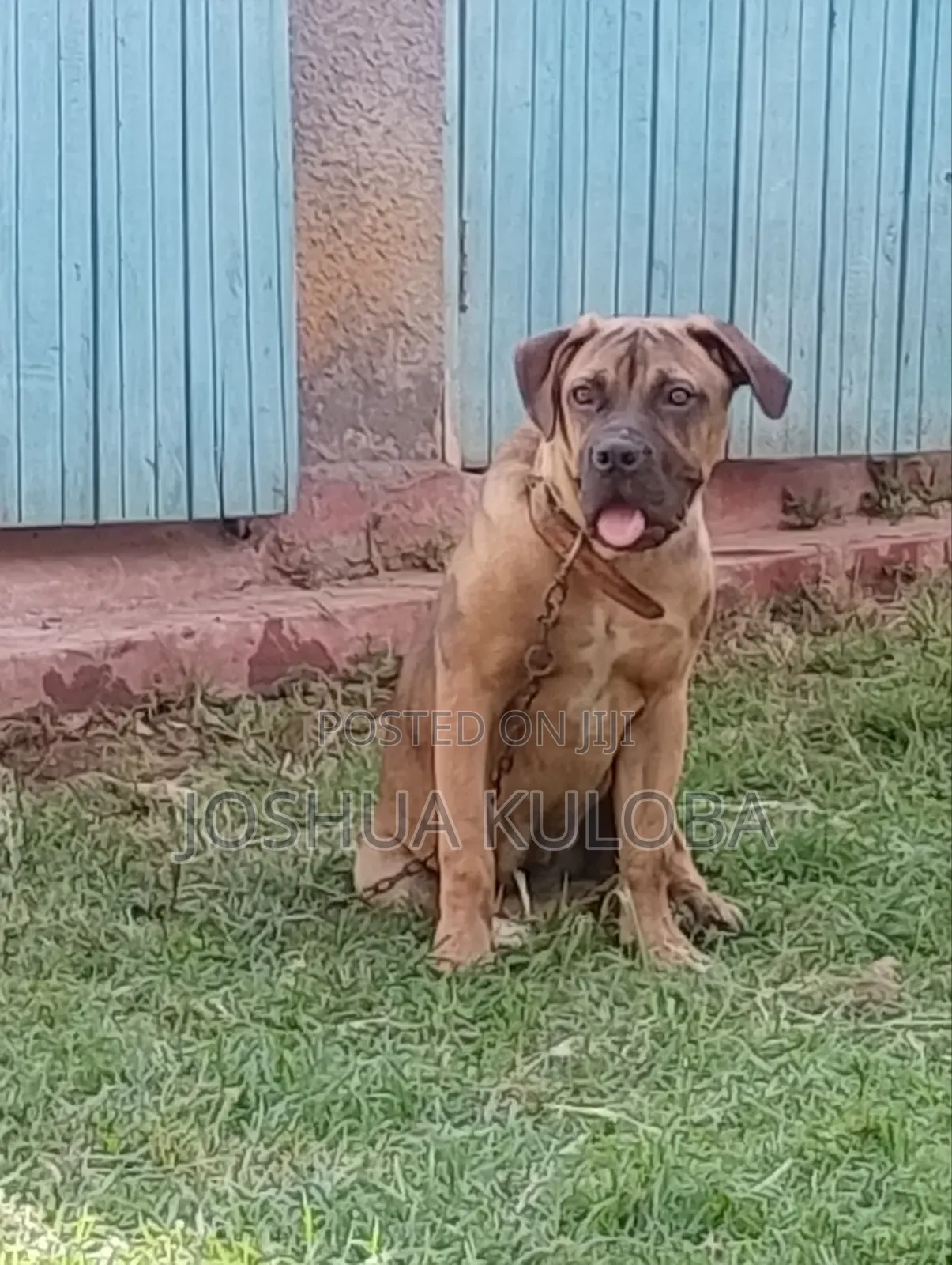 6-12 months Female Purebred Boerboel