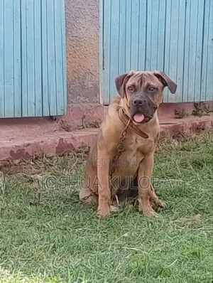 6-12 months Female Purebred Boerboel