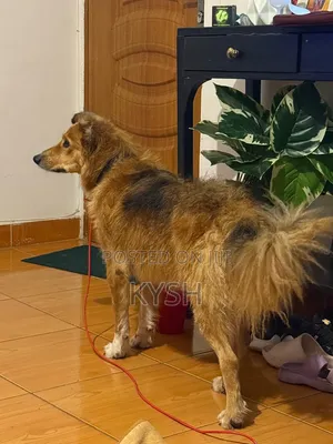 1+ year Male Mixed Breed Golden Retriever