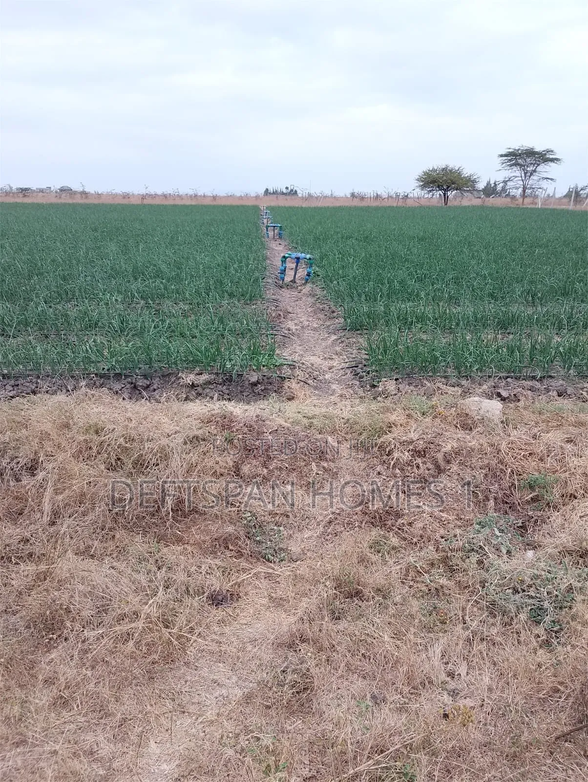 1Acre and Above