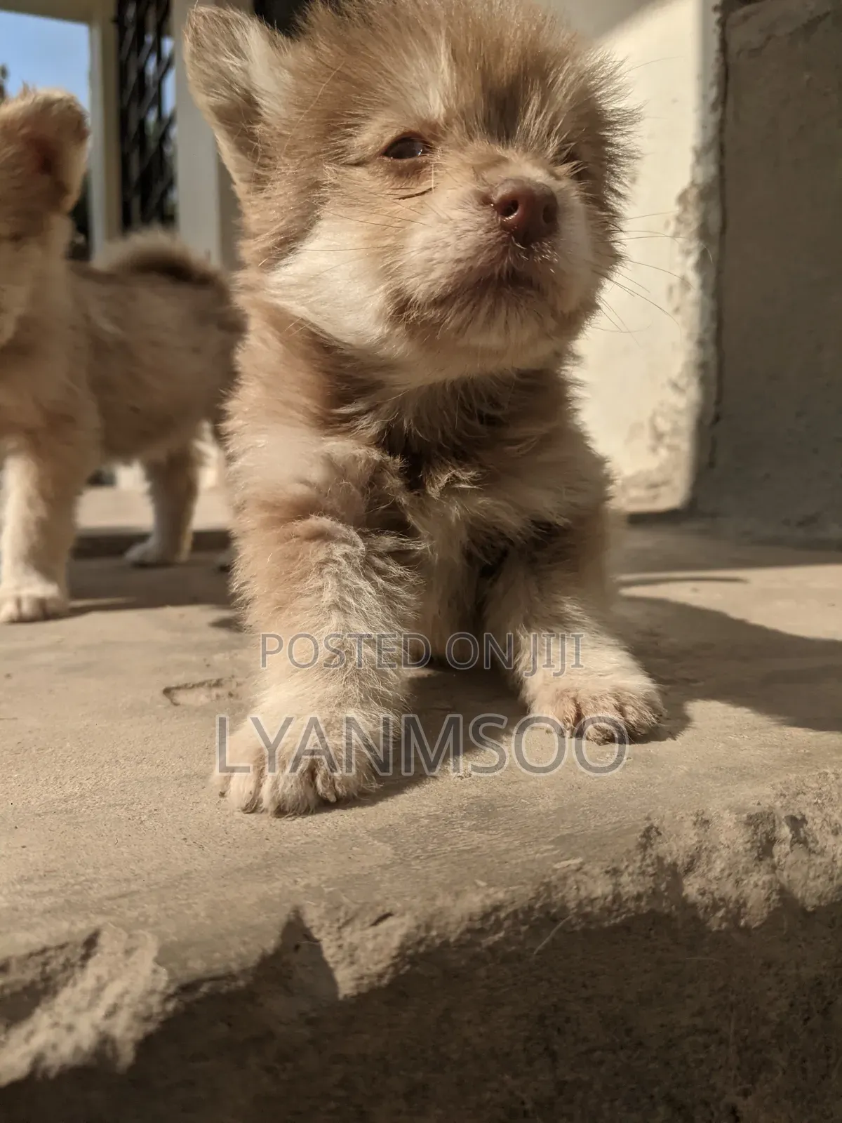 1-3 months Female Mixed Breed Siberian Husky